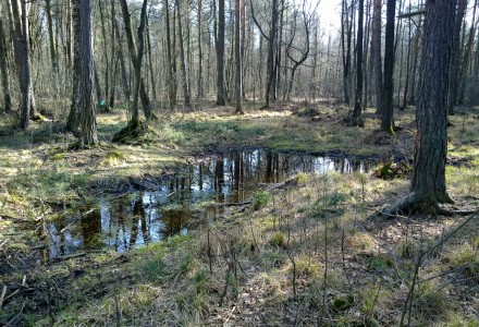 W lesie Abramowskim czuć wiosnę – zdjęcia Leszka Kozaka