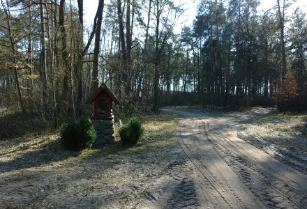 W lesie Abramowskim czuć wiosnę – zdjęcia Leszka Kozaka