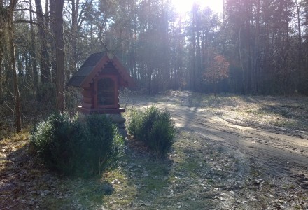 W lesie Abramowskim czuć wiosnę – zdjęcia Leszka Kozaka