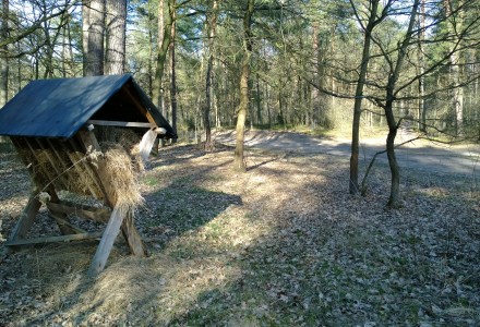 W lesie Abramowskim czuć wiosnę – zdjęcia Leszka Kozaka