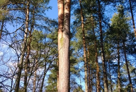 W lesie Abramowskim czuć wiosnę – zdjęcia Leszka Kozaka