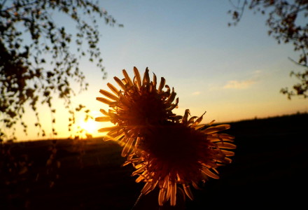 Intencje mszalne 11 – 17. V.2015.