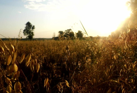 Pejzaż letni – Glinnik. Zdjęcia Sylwii Zlot