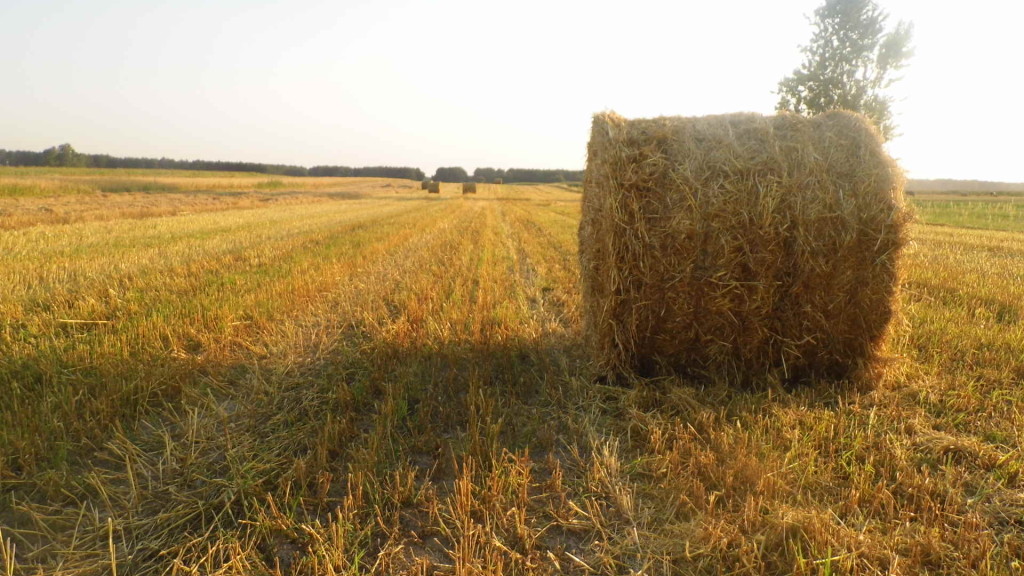 Pejzaż letni – Glinnik. Zdjęcia Sylwii Zlot