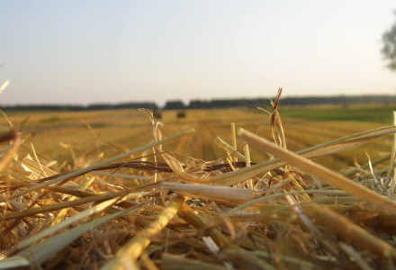 Pejzaż letni – Glinnik. Zdjęcia Sylwii Zlot