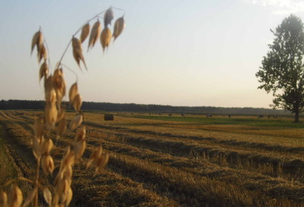 Pejzaż letni – Glinnik. Zdjęcia Sylwii Zlot