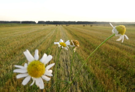 Pejzaż letni – Glinnik. Zdjęcia Sylwii Zlot