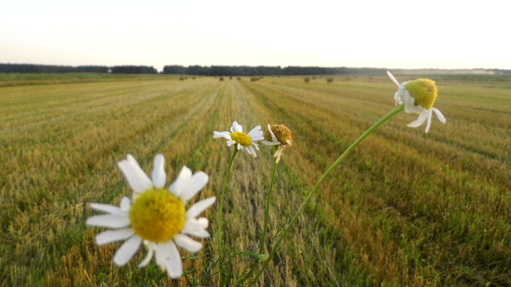 Pejzaż letni – Glinnik. Zdjęcia Sylwii Zlot