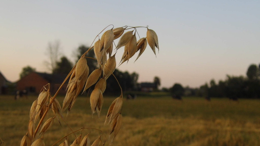 Pejzaż letni – Glinnik. Zdjęcia Sylwii Zlot