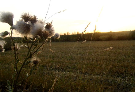 Pejzaż letni – Glinnik. Zdjęcia Sylwii Zlot