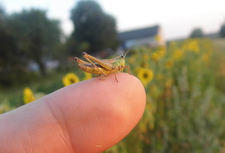 Pejzaż letni – Glinnik. Zdjęcia Sylwii Zlot