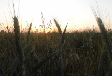 Pejzaż letni – Glinnik. Zdjęcia Sylwii Zlot
