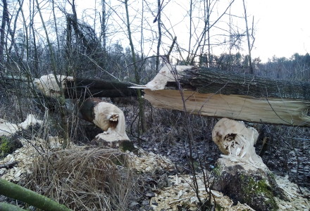 Orlicz i okolice – świąteczny spacer