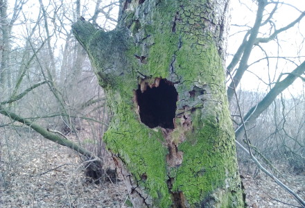 Orlicz i okolice – świąteczny spacer