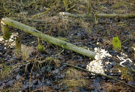 Grudniowy spacer po okolicy