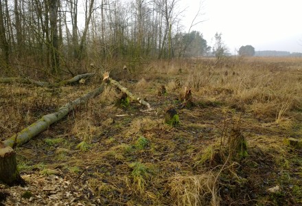 Grudniowy spacer po okolicy