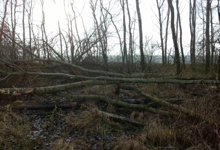 Grudniowy spacer po okolicy