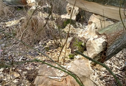 Orlicz i okolice – świąteczny spacer