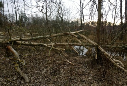 Orlicz i okolice – świąteczny spacer