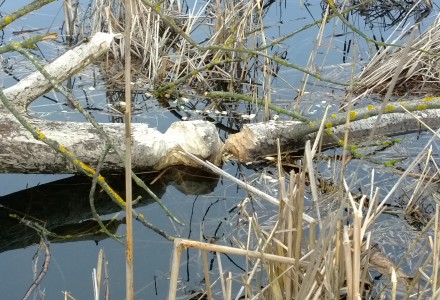 Orlicz i okolice – świąteczny spacer