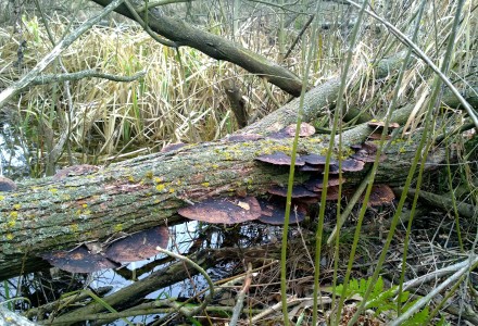 Orlicz i okolice – świąteczny spacer