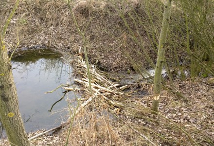 Orlicz i okolice – świąteczny spacer