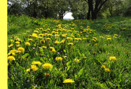 Wiosna w Sosnówce – zdjęcia Ryszard Kozak