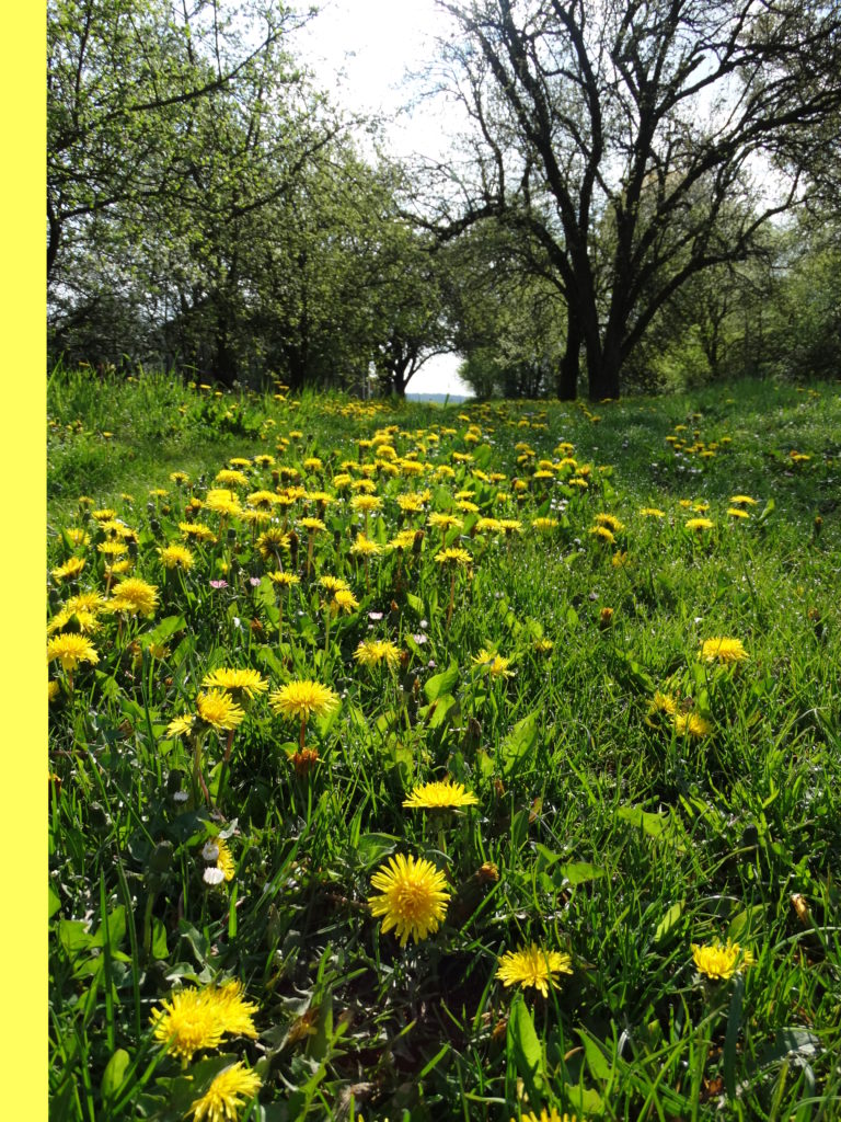 Wiosna w Sosnówce – zdjęcia Ryszard Kozak