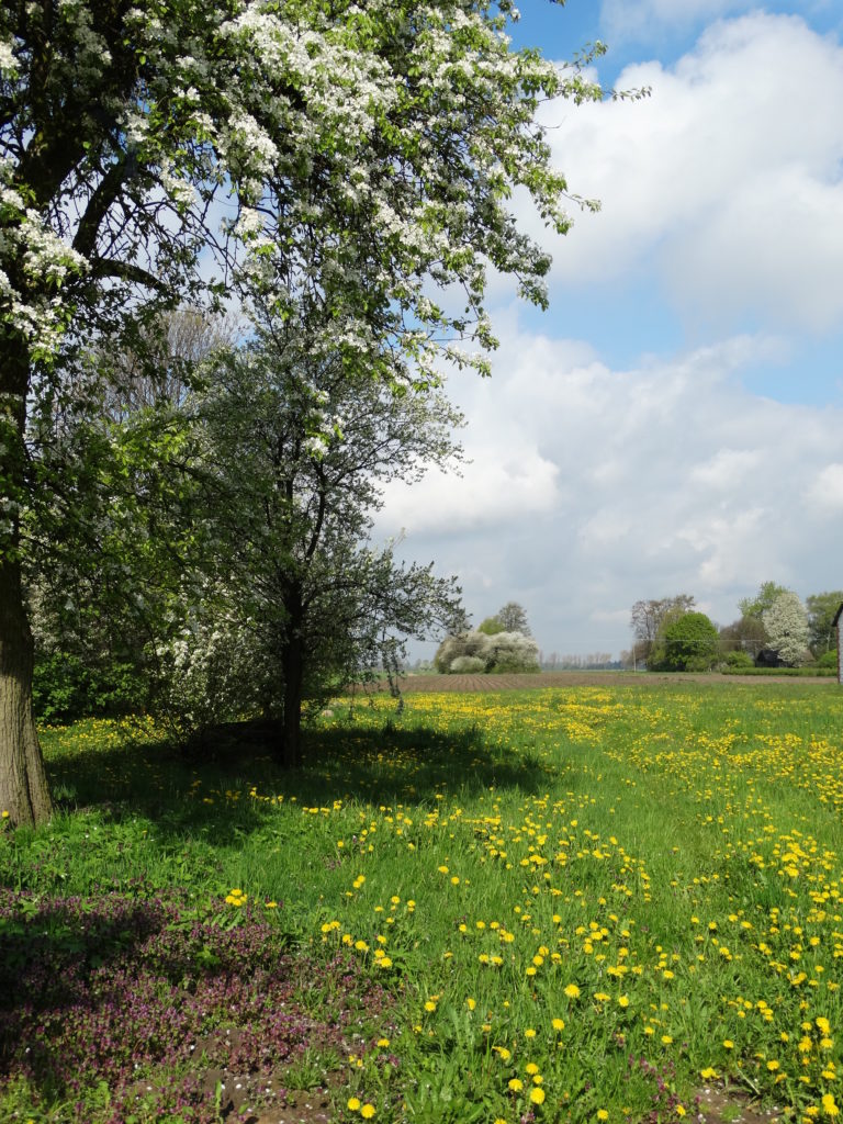 Wiosna w Sosnówce – zdjęcia Ryszard Kozak