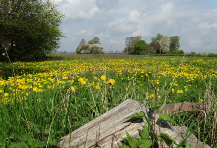 Wiosna w Sosnówce – zdjęcia Ryszard Kozak