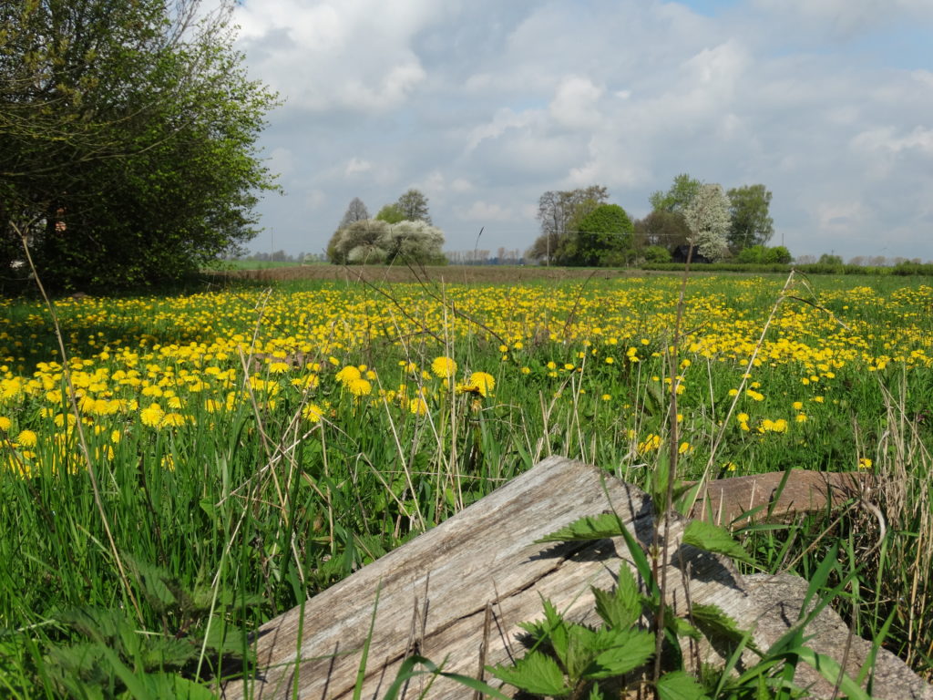 Wiosna w Sosnówce – zdjęcia Ryszard Kozak