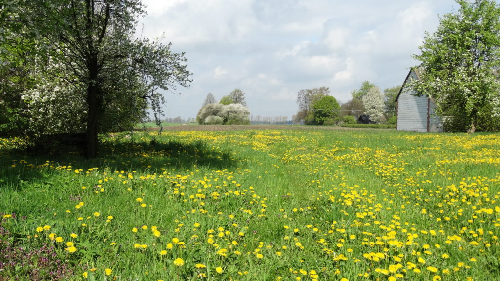 Wiosna w Sosnówce – zdjęcia Ryszard Kozak