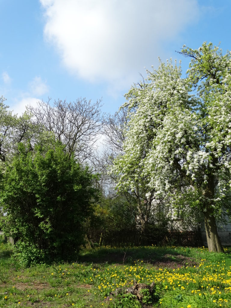 Wiosna w Sosnówce – zdjęcia Ryszard Kozak