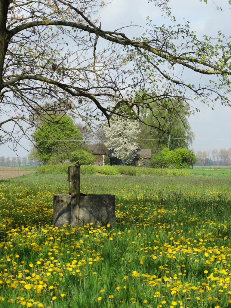 Wiosna w Sosnówce – zdjęcia Ryszard Kozak