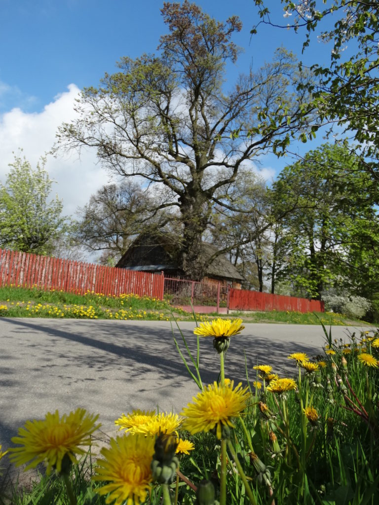 Wiosna w Sosnówce – zdjęcia Ryszard Kozak