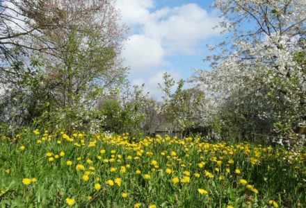 Wiosna w Sosnówce – zdjęcia Ryszard Kozak