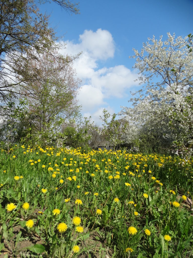 Wiosna w Sosnówce – zdjęcia Ryszard Kozak