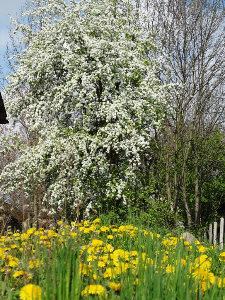 Wiosna w Sosnówce – zdjęcia Ryszard Kozak