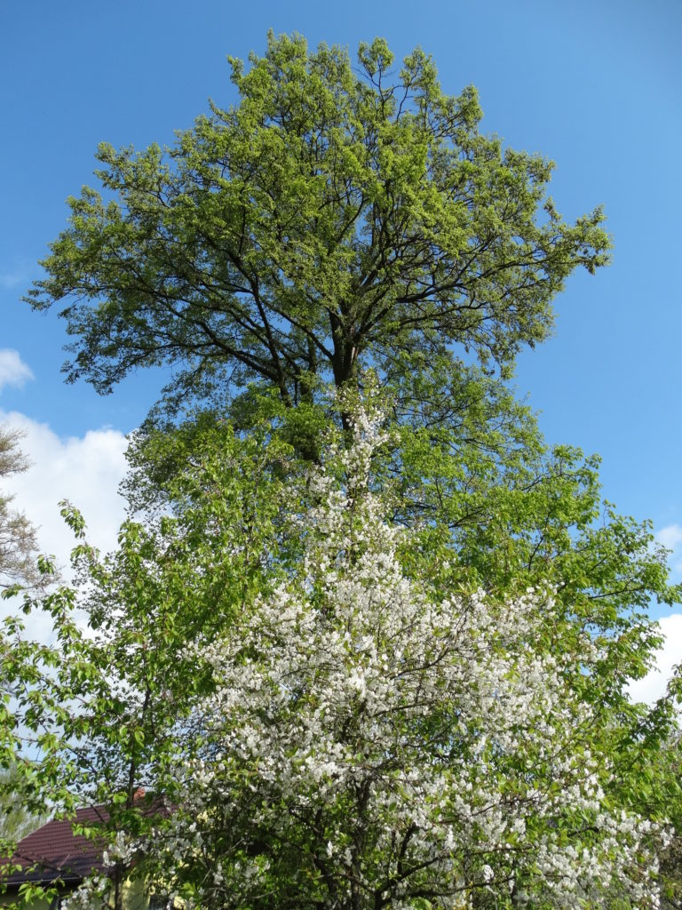 Wiosna w Sosnówce – zdjęcia Ryszard Kozak